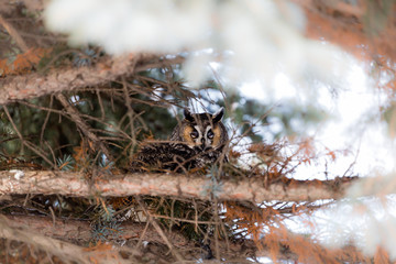 Long eared owl in the depths of winter, north Quebec, Canada.