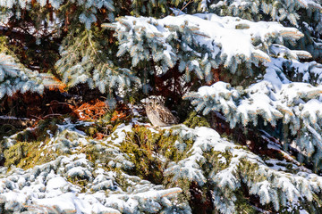 Short Eared Owl in the depths of winter in north Quebec, Canada.