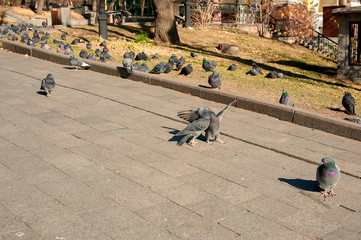 Obraz premium photo doves kissing in the autumn park on a background of other pigeons
