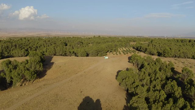 Aerial drone view of big green dense forest in countryside in desert with green vegetation and mountains in Andalusia. Blue sky, Almeria, Spain. During the day. Trees 4K UHD. Wind turbines.