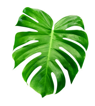 Green leaves pattern,leaf monstera isolated on white background,include clipping path