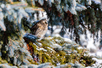 Short Eared Owl in the depths of winter in north Quebec, Canada.