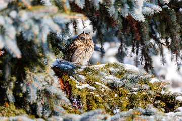 Short Eared Owl in the depths of winter in north Quebec, Canada.