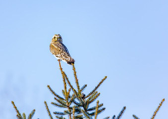 Short Eared Owl in the depths of winter in north Quebec, Canada.