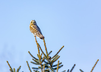 Short Eared Owl in the depths of winter in north Quebec, Canada.
