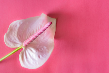 Anthurium flower pink background.