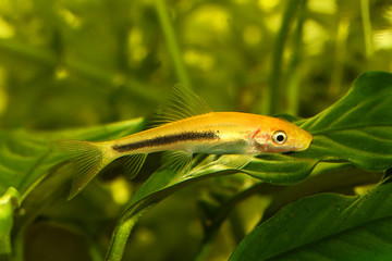 Golden Chinese algae eater Aquarium Fish catfish  Gyrinocheilus aymonieri