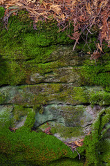 648-31 Moss and Forest Duff