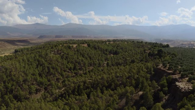 Aerial drone shot of big green dense forest in countryside in desert with green vegetation and mountains in Andalusia. Blue sky, Almeria, Spain. During the day. Lot of trees 4K UHD.
