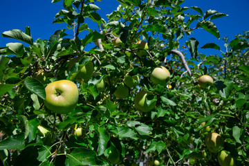 飯田市　りんご並木の風景