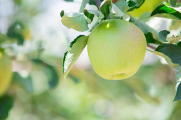 飯田市　りんご並木の風景