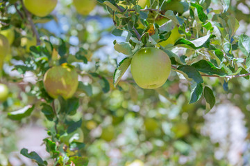 飯田市　りんご並木の風景