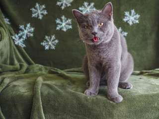 Beautiful male 1 year 6 months British shorthair blue gray cat and yellow green in Christmas  and happy new years concept