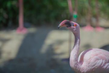 Fototapeta premium フラミンゴ