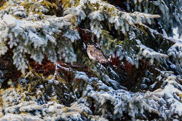 Short eared owl perched in a tree in winter, Quebec, Canada.