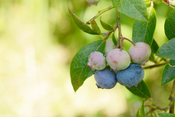 blueberries fruits hanging on blueberry plant in orchard
