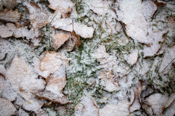 Yellow leaves with First snow background