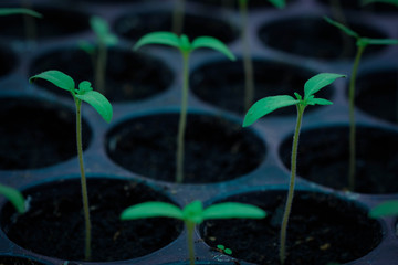 selective Close-up of green seedling, Green salad growing from seed, Organic salad in the garden Plant .