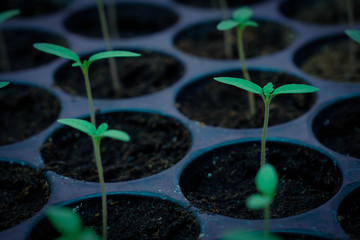 selective Close-up of green seedling, Green salad growing from seed, Organic salad in the garden Plant .