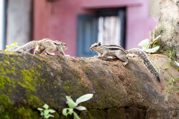 Streifenhörnchen in Indien