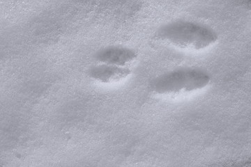 Hasenspur im Schnee