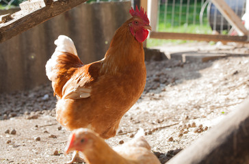 Beautiful red rooster with chicken on a small farm in the bright sun.