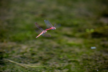 赤トンボの連結産卵 © k