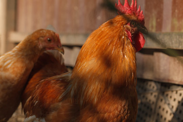 Fototapeta premium Beautiful red rooster with chicken on a small farm in the bright sun.