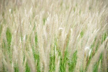 close up of beautiful tall reeds flower