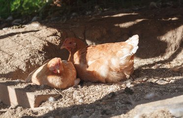 Close-up two red chickens in backlight on an organic small farm.