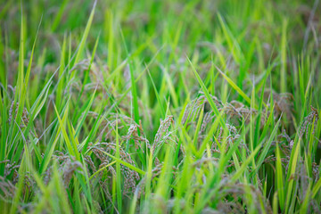 実ってきたお米