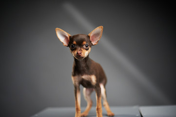 Beautiful Russian Toy Terrier on a blue background