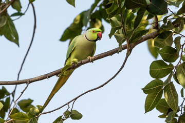 Grüner Papagei in Indien