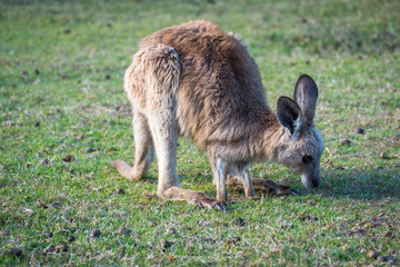 Naklejka na ściany i meble A joey eating grass in the wild in Coombabah Queensland 