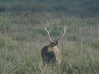 Swamp Deer India