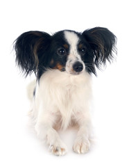 papillon dog in studio