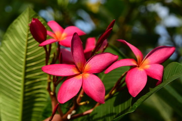 Colorful flowers in the garden.Plumeria flower blooming.Beautiful flowers in the garden Blooming in the summer	