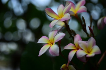 Fototapeta premium Beautiful flowers in the garden Blooming in the summer.Landscaped Formal Garden. 