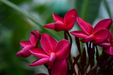 Beautiful flowers in the garden Blooming in the summer.Landscaped Formal Garden.	