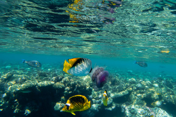 Fische fressen Qualle