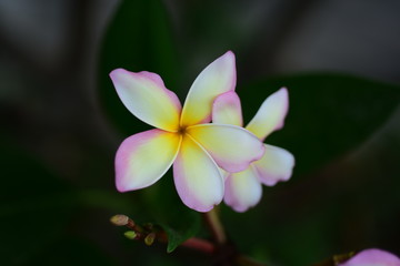 Colorful flowers in the garden.Plumeria flower blooming.Beautiful flowers in the garden Blooming in the summer	
