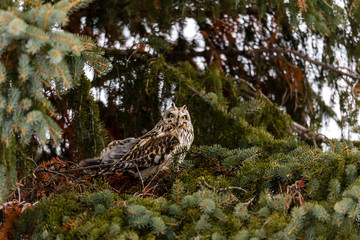 Short eared owl perched in a tree in winter, Quebec, Canada.