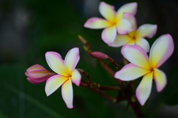 Colorful flowers in the garden.Plumeria flower blooming.Beautiful flowers in the garden Blooming in the summer	