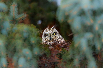Short eared owl perched in a tree in winter, Quebec, Canada.