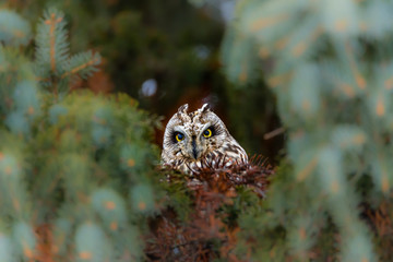 Short eared owl perched in a tree in winter, Quebec, Canada.