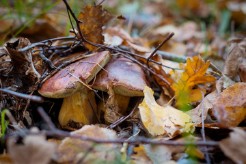 Wild Mushrooms
