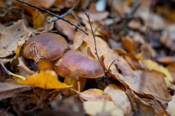 Wild Mushrooms