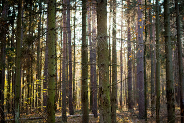 Autumn spruce forest at sunset