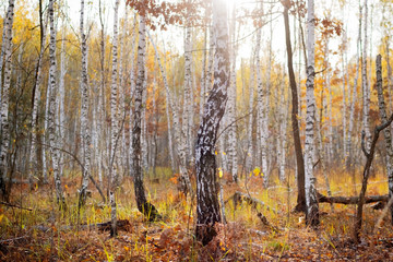 Autumn birch forest at sunset