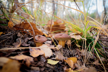 Wild Mushrooms